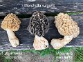 Morchella esculenta-vulgaris-amf1295-amf2067